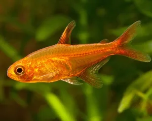 Amber Tetra (Hyphessobrycon amandae)