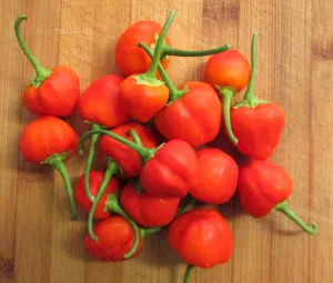 Cape Medallion Sweet Red Cherry Pepper - Capsicum baccatum v pendulum