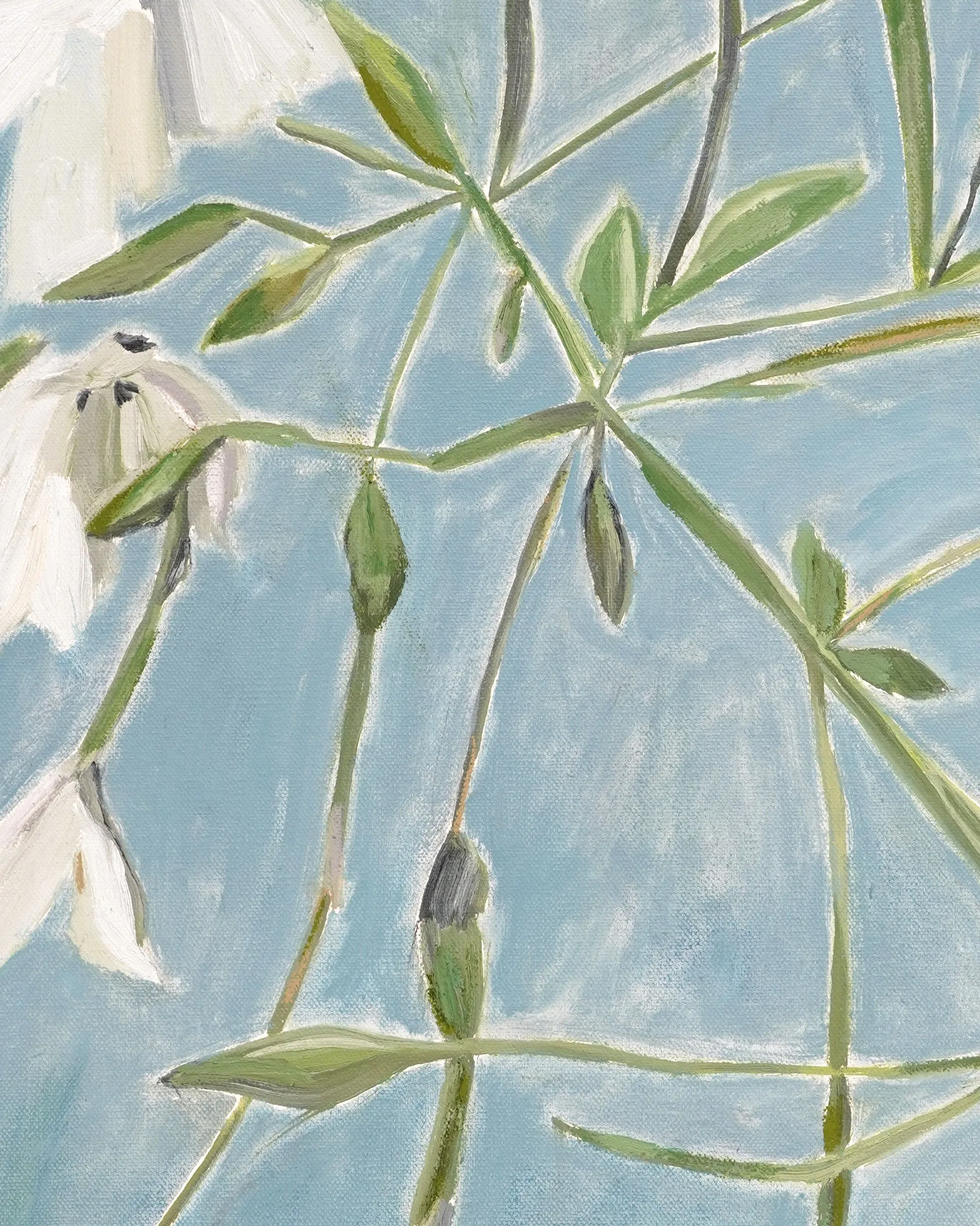 Diana Forbes - Nicotiana in Sun