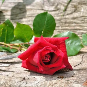 Fresh Cut Rose Fragrance Oil