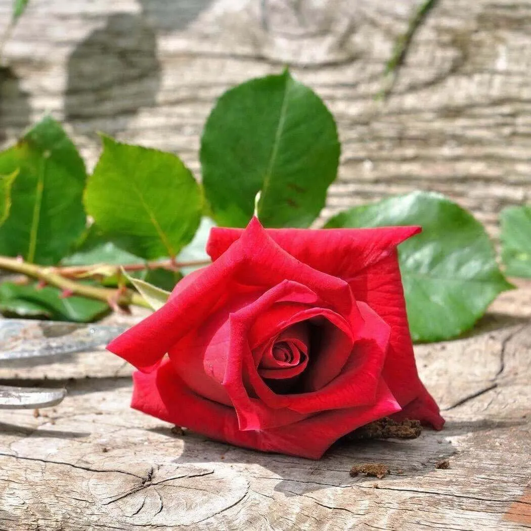 Fresh Cut Rose Fragrance Oil
