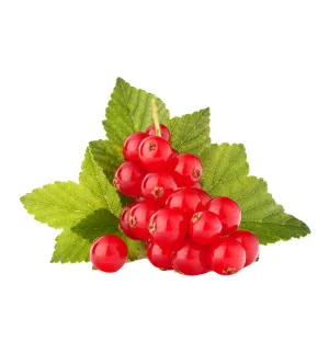 Red Currant Single Note Fragrance Oil